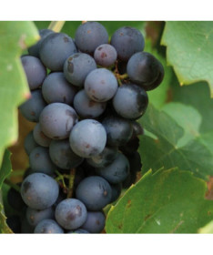 Vigne 'Cascade' P9/C1