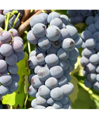 Vigne 'Cascade' P9/C1