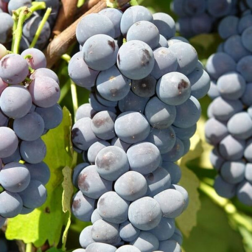 Vigne 'Cascade' P9/C1