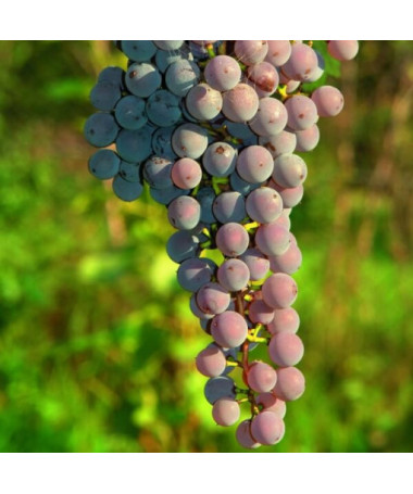 Vigne 'Canadice' SANS PÉPINS P9/C1