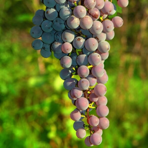 Vigne 'Canadice' SANS PÉPINS P9/C1