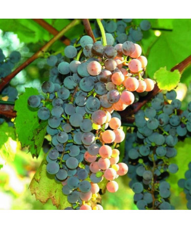 Vigne 'Canadice' SANS PÉPINS P9/C1