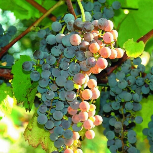 Vigne 'Canadice' SANS PÉPINS P9/C1