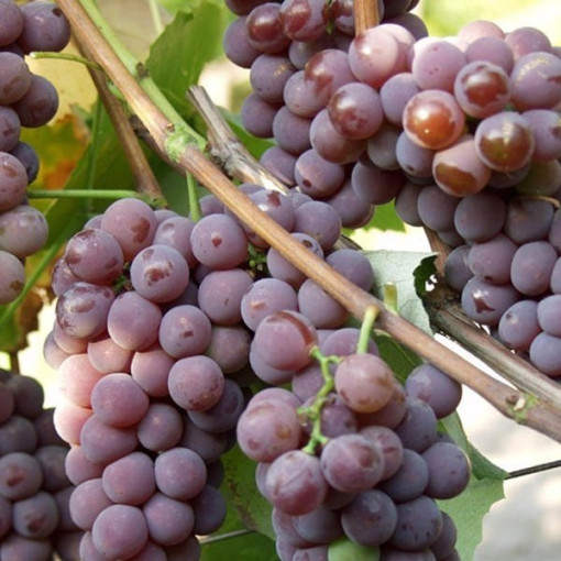 Vigne 'Cabernet Franc' pot 2L