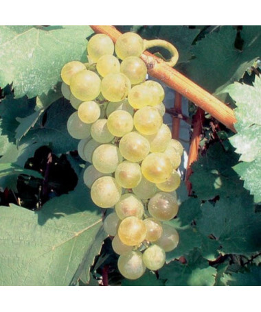 Vigne 'Aurora' P9/C1