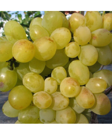 Vigne 'Arkadia' P9/C1