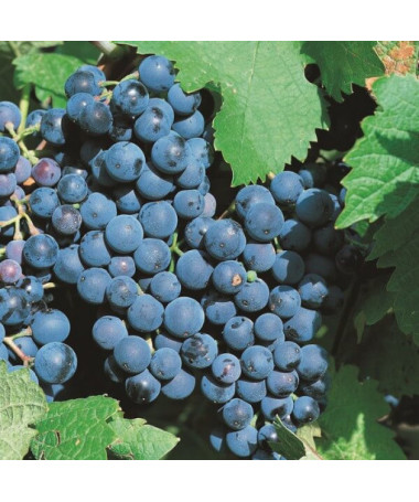 Vigne 'Alwood' P9/C1