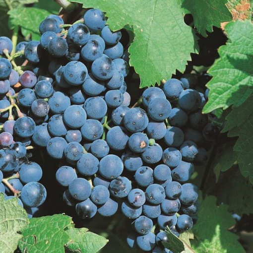 Vigne 'Alwood' P9/C1