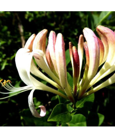 Chèvrefeuille de Poméranie PARFUMÉ pot, 4L