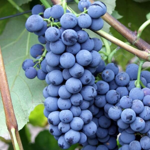 Vigne 'Alwood' P9/C1