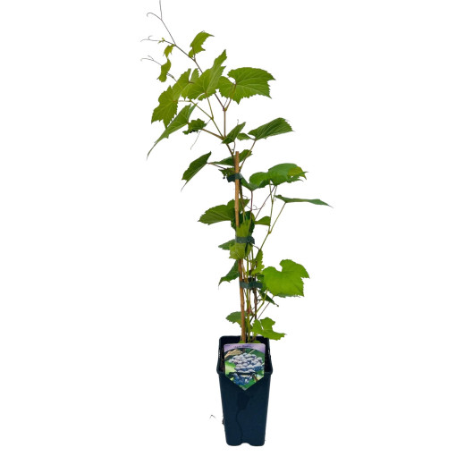 Vigne 'Agat Donskiy' P9/C1