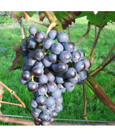 Vigne 'Dornfelder' P9/C1