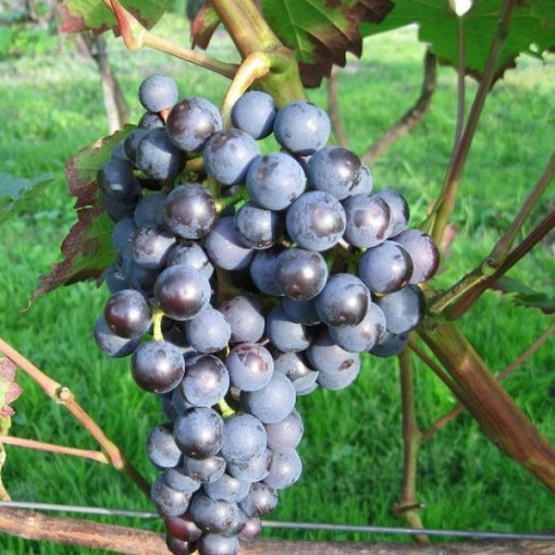 Vigne 'Dornfelder' P9/C1