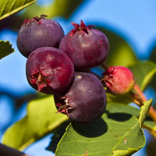 Amélanchier de Lamarck (Amelanchier lamarckii) P9/C1