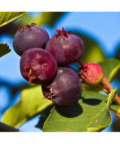 Amélanchier de Lamarck (Amelanchier lamarckii) P9/C1
