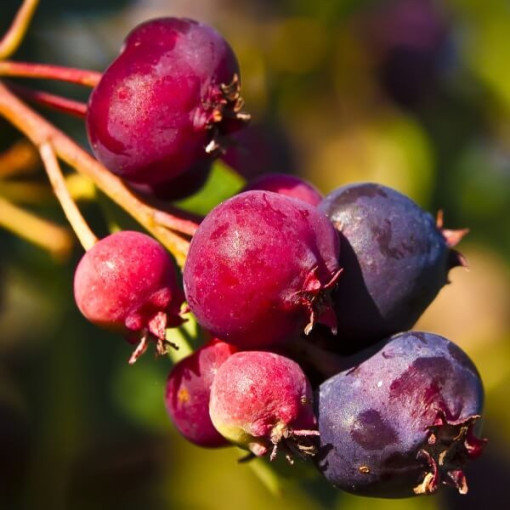Amélanchier de Lamarck (Amelanchier lamarckii) P9/C1