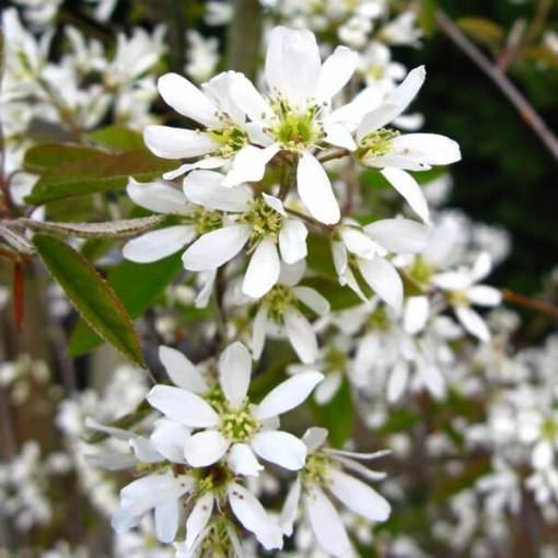 Amélanchier de Lamarck (Amelanchier lamarckii) P9/C1