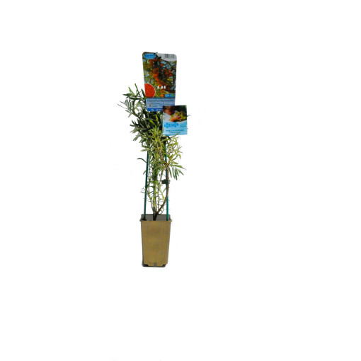 Argousier commun en pot P9/C1