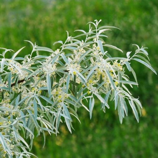 Argousier (à feuilles étroites) / plante femelle
