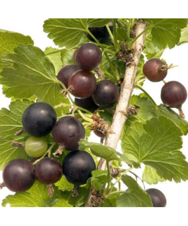 Jostaberry (Ribes x nidigrolaria) P9/C1