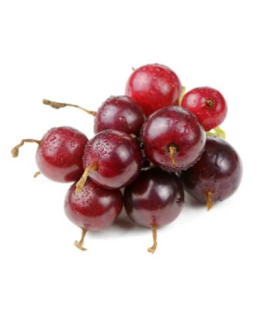 Jostaberry (Ribes x nidigrolaria) P9/C1