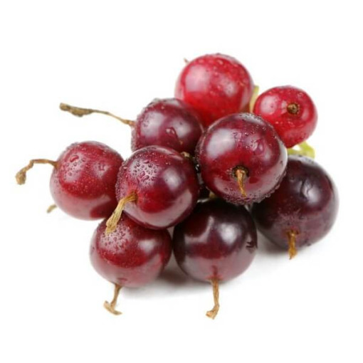 Jostaberry (Ribes x nidigrolaria) P9/C1