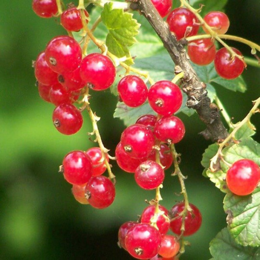 Groseillier rouge 'Jonkheer van Tets' P9/C1