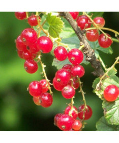 Groseillier rouge 'Jonkheer van Tets' P9/C1