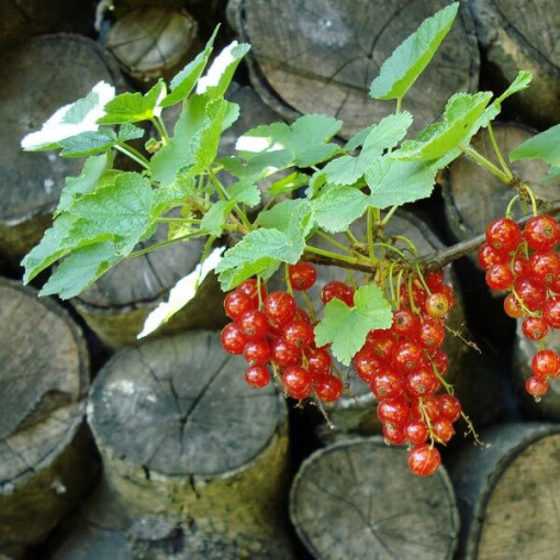 Groseillier rouge 'Jonkheer van Tets' P9/C1