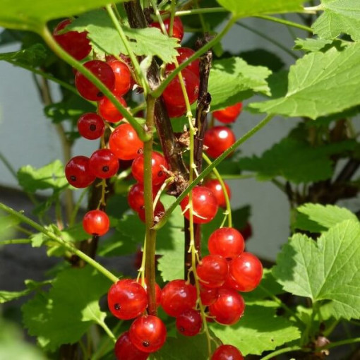 Groseillier rouge 'Jonkheer van Tets' P9/C1