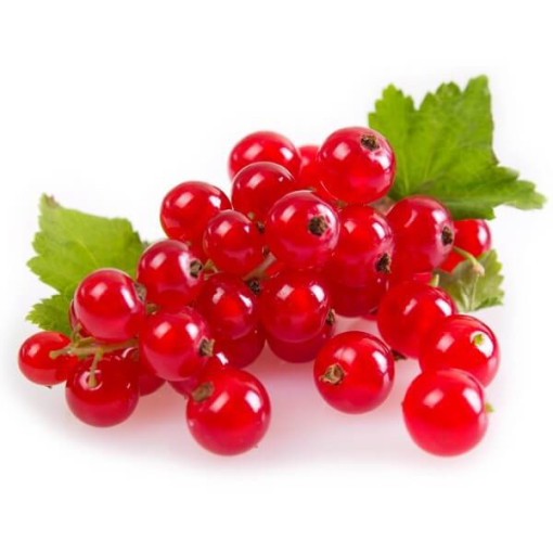 Groseillier rouge 'Jonkheer van Tets' P9/C1