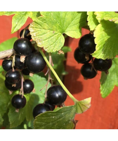 Cassis 'Titania' P9/C1