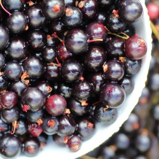 Cassis 'Titania' P9/C1