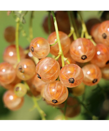 Groseillier blanc de 'Jüterbog' P9/C1