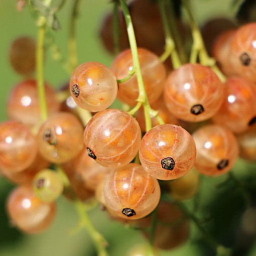 Groseillier blanc de 'Jüterbog' P9/C1