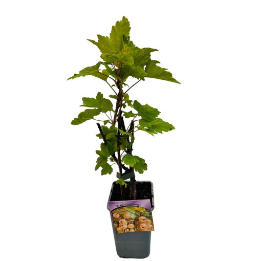 Groseillier blanc de 'Jüterbog' P9/C1