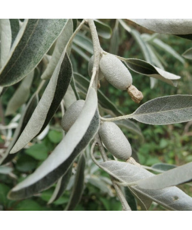 Olivier à feuilles étroites