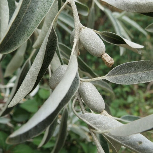 Olivier à feuilles étroites