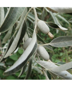 Olivier à feuilles étroites