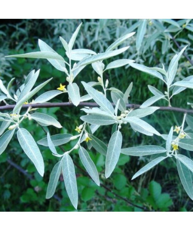 Olivier à feuilles étroites