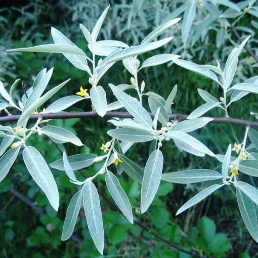Olivier à feuilles étroites