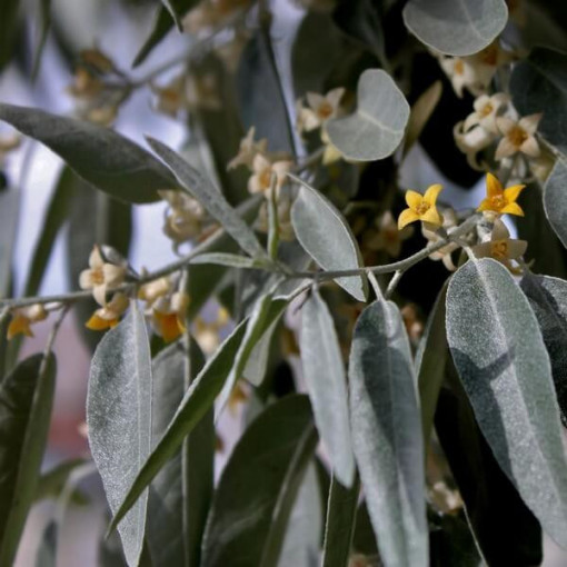 Olivier à feuilles étroites