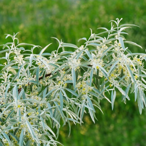 Olivier à feuilles étroites