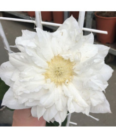 Clematis 'Isago' cont. 4L