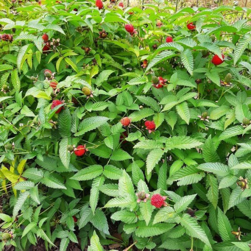 Hybride fraise‑framboise P9/C1