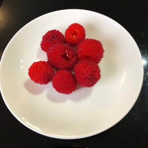 Hybride fraise‑framboise P9/C1