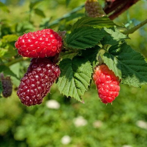 Tayberry 'Medana' P9/C1