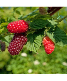 Tayberry 'Medana' P9/C1