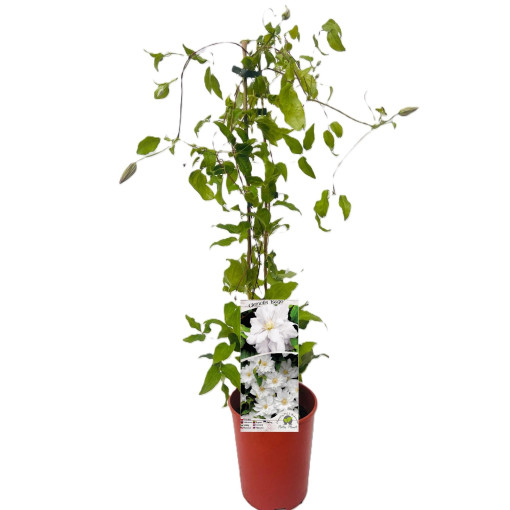 Clematis 'Isago' cont. 4L