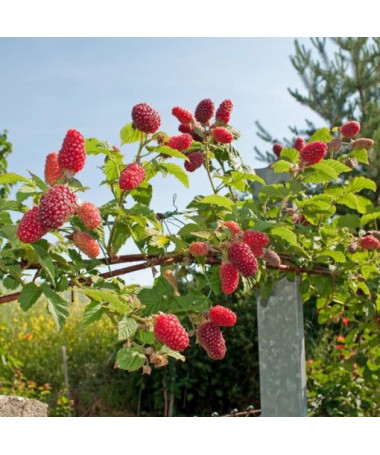 Ronce‑framboise sans épines 'Loganberry' P9/C1